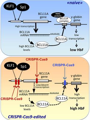 Combined approaches for increasing fetal hemoglobin (HbF) and de novo production of adult hemoglobin (HbA) in erythroid cells from β-thalassemia patients: treatment with HbF inducers and CRISPR-Cas9 based genome editing